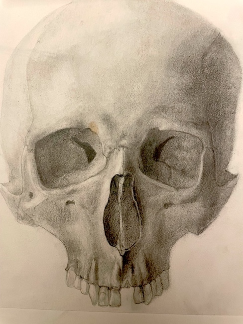 Skull • Pencil on paper