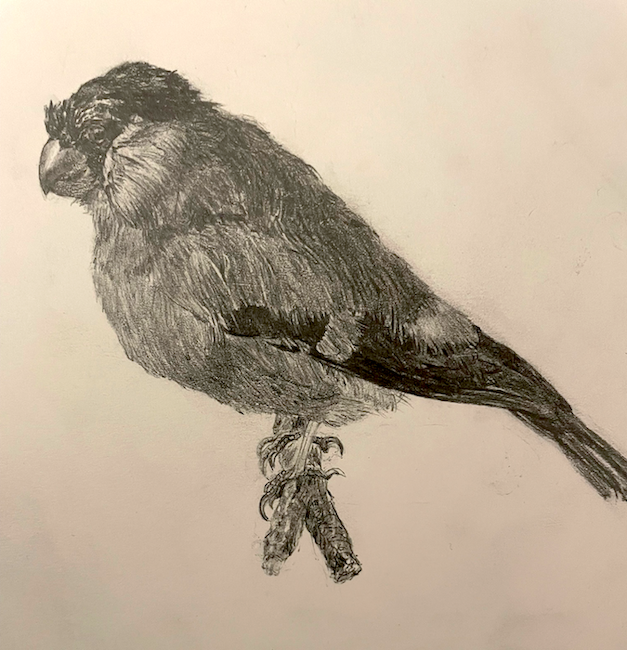 Bird • Pencil on paper